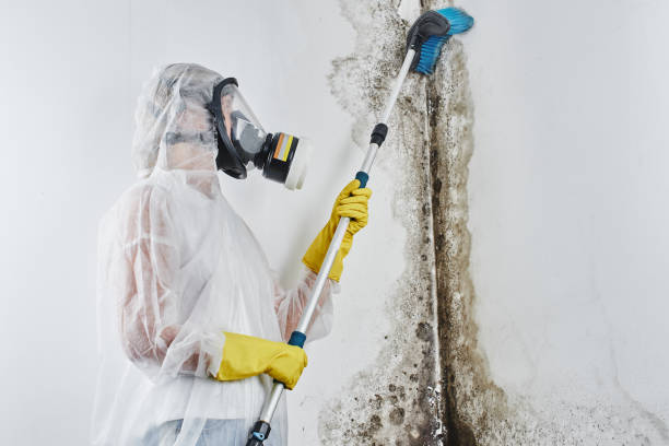 Best Preventive Mold Services in Hamburg, AR