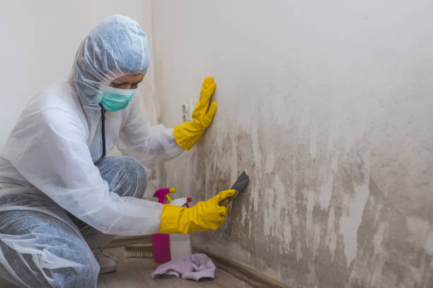 Best Basement Mold Remediation in Hamburg, AR