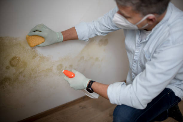 Best Industrial Mold Remediation in Hamburg, AR