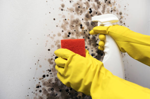 Professional Mold Remediation in Hamburg, AR