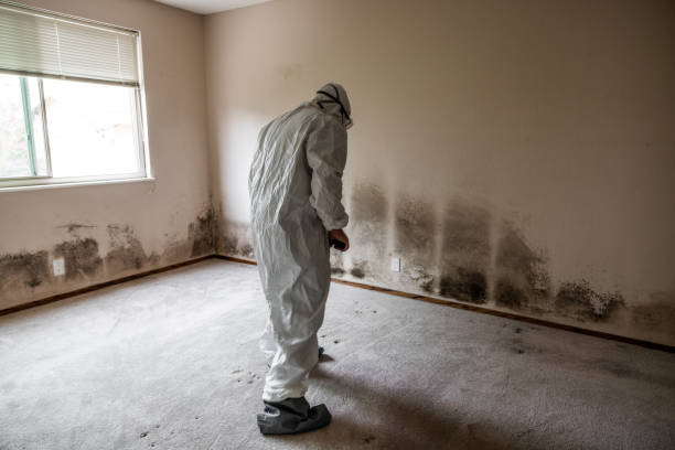Best White Mold Remediation in Hamburg, AR