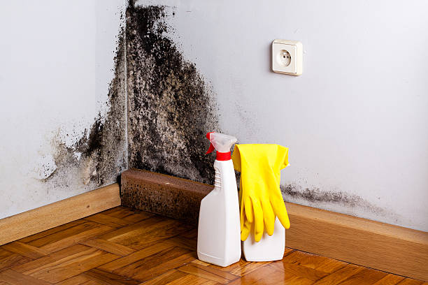 Best Bathroom Mold Remediation in Hamburg, AR